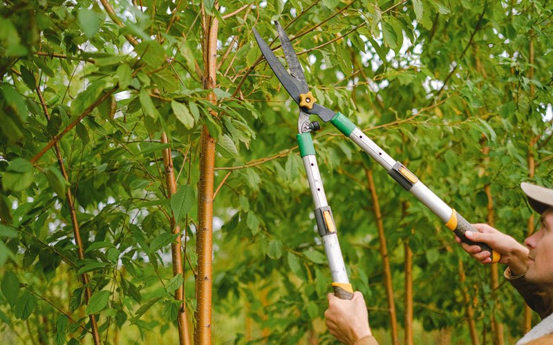 Tree trimming in Pasco, WA